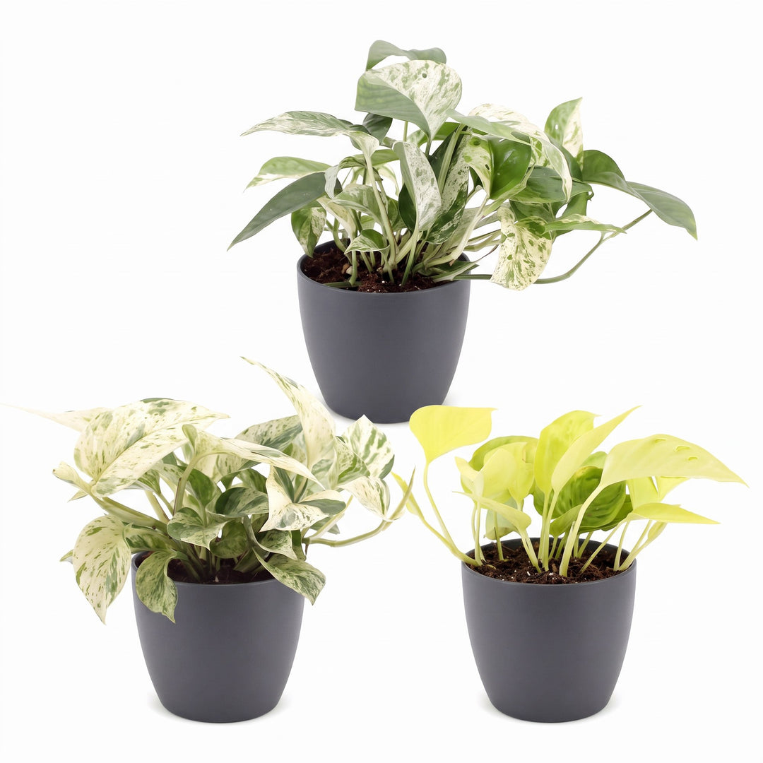 Epipremnum Tricolour indoor plants, pack of 3, image 2