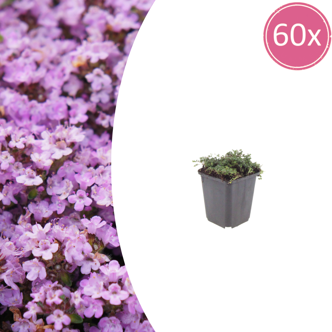60x Thymus praecox 'Purple Beauty' - ↕10-25cm - Ø9cm
