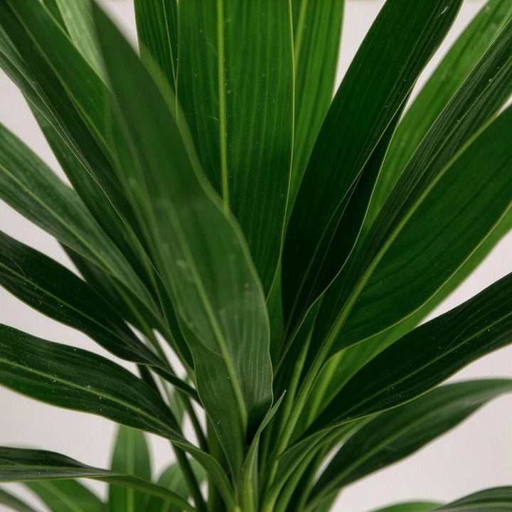 Yucca (Yucca elephantipes) - view 5