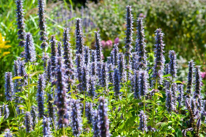40x Agastache 'Black Adder' - ↕10-25cm - Ø9cm alternative angle showing habit and leaf structure