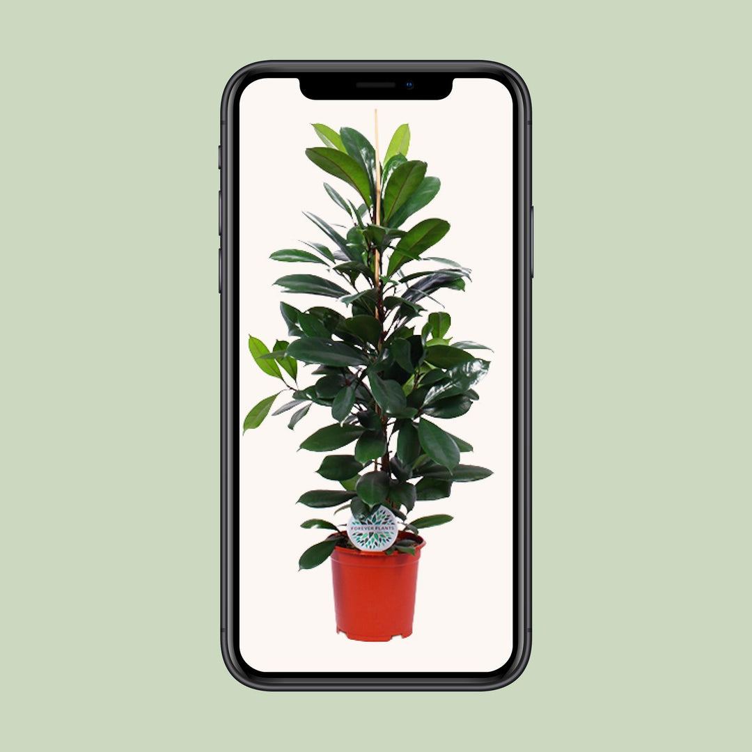 Ficus Cyathistipula - Ø21cm - ↕105cm — healthy root ball and nursery pot ready to ship from Ireland