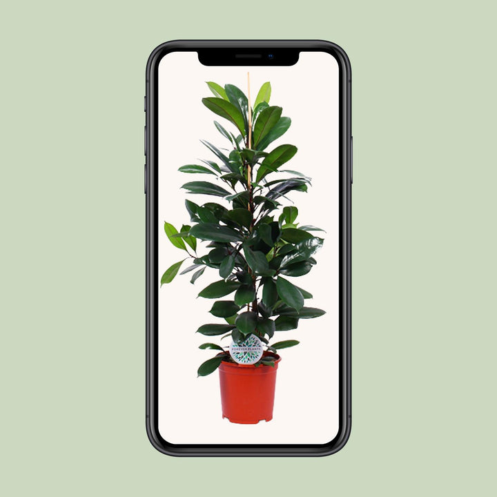 Ficus Cyathistipula - Ø21cm - ↕105cm — healthy root ball and nursery pot ready to ship from Ireland