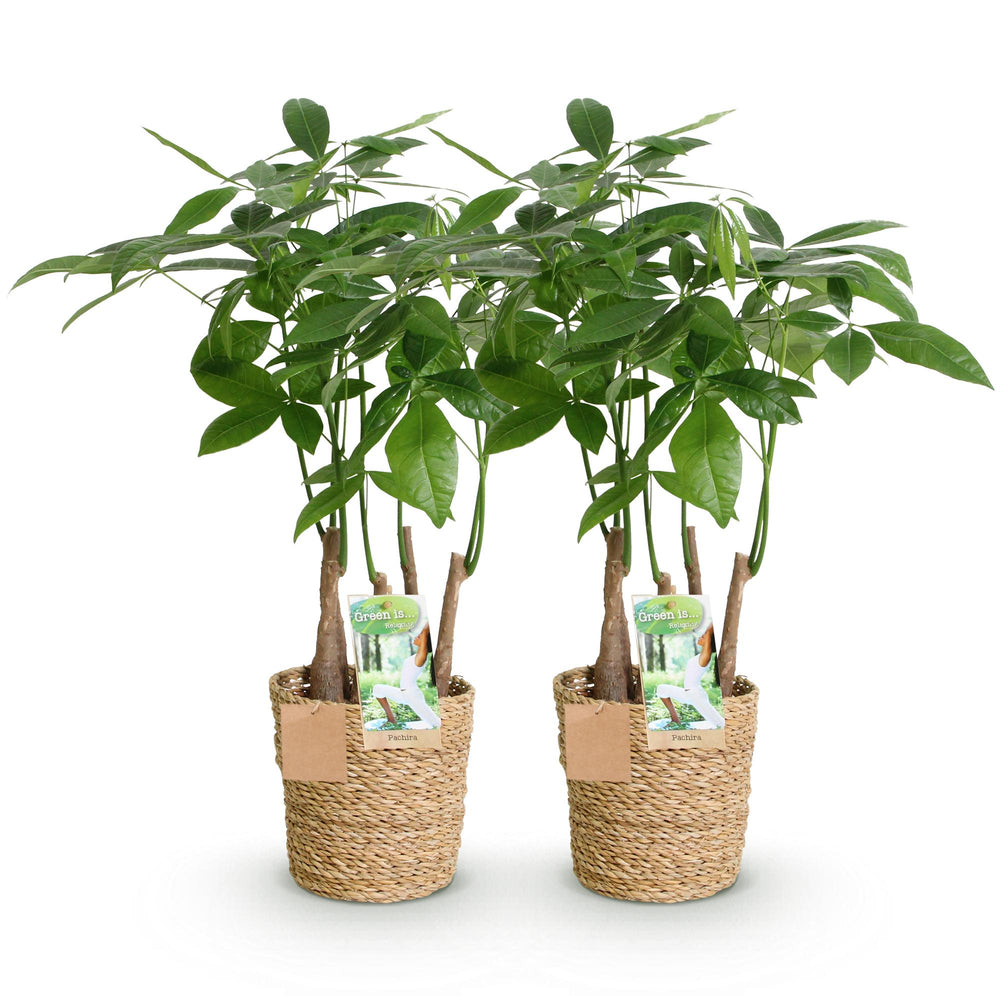 Money Tree (Pachira aquatica) - view 2