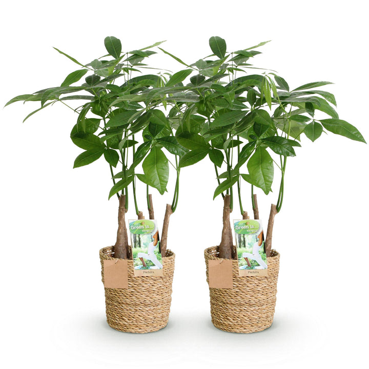 Money Tree (Pachira aquatica) - view 2