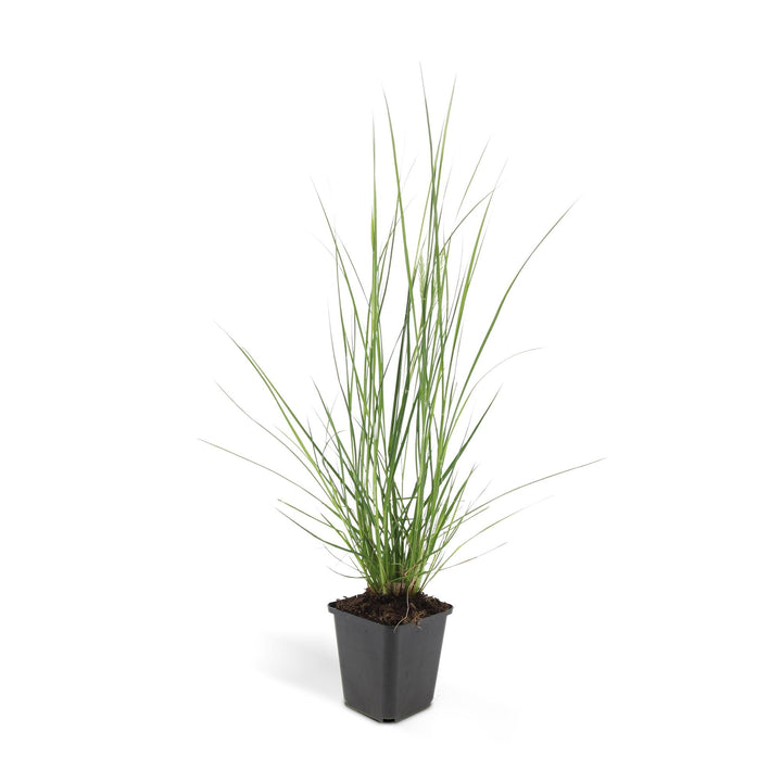 24x Pennisetum alopecuroides 'Hameln' Dwarf Fountain Grass - 9cm Pot - 10-25cm