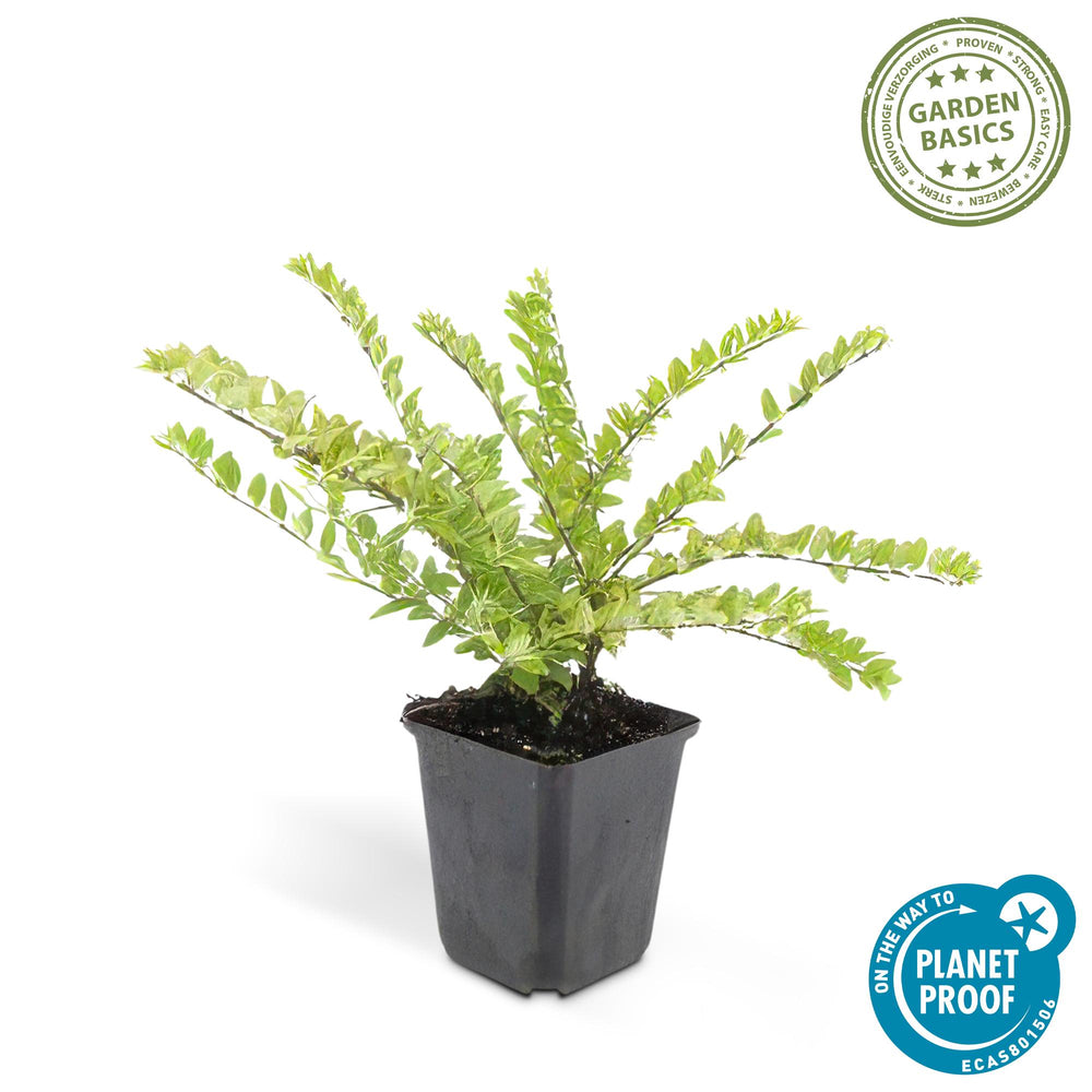 60 Lonicera nitida 'Maigrün' plants in 9cm pots, 10-25cm tall, vibrant green foliage, by Everspring