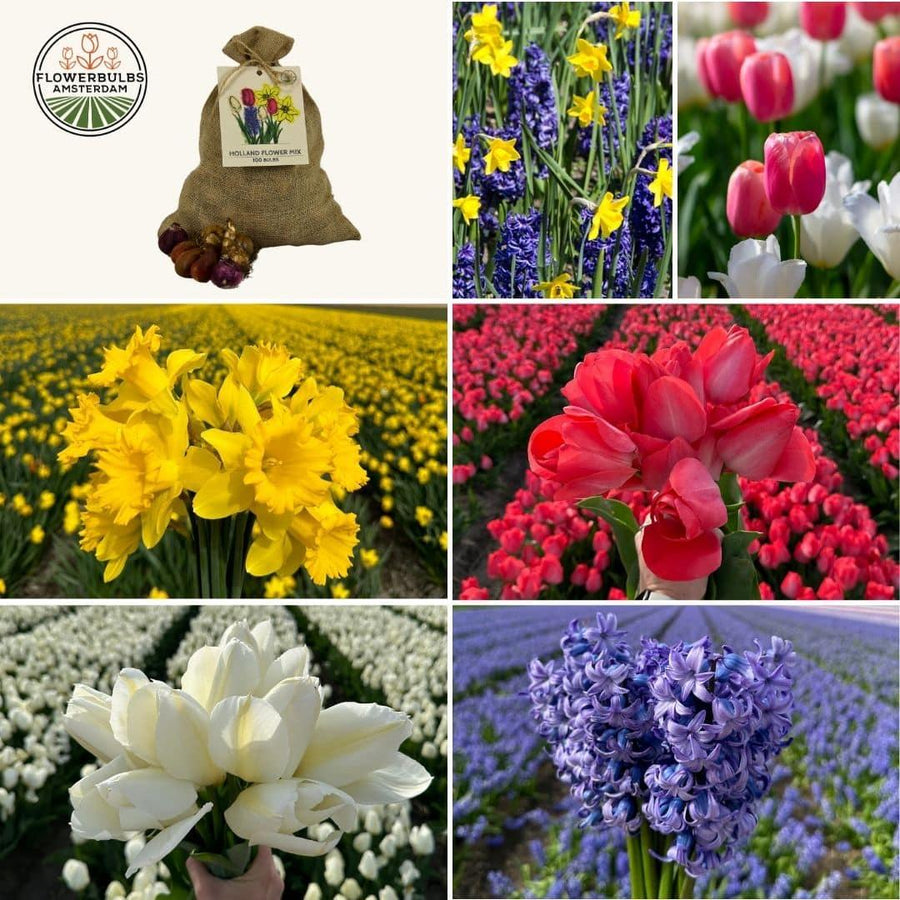 50 sustainable medium Holland mix flower bulbs by Everspring in assorted colors