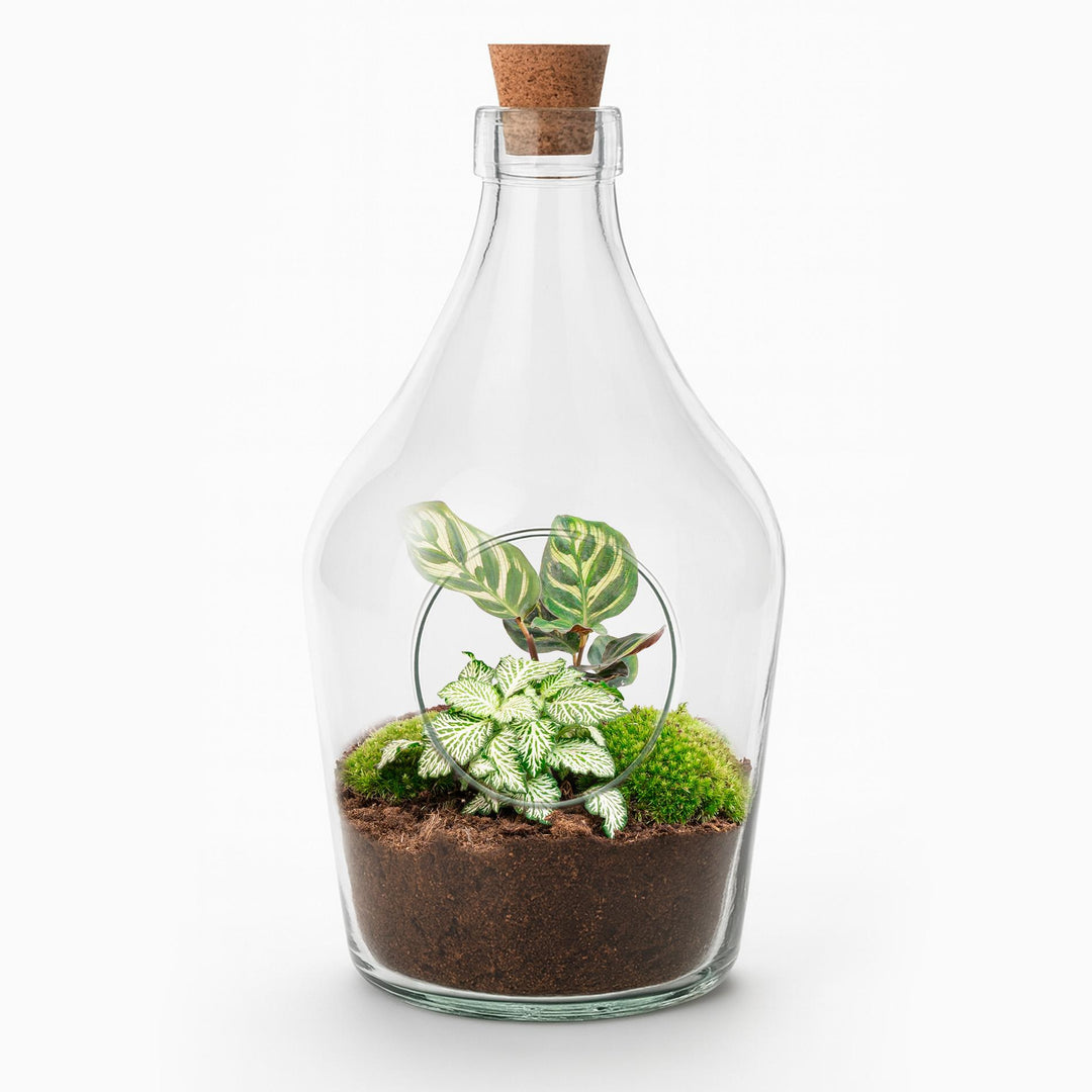 Open terrarium Joss with Calathea Makoyana and Fittonia White Tiger in a glass bottle by Everspring.