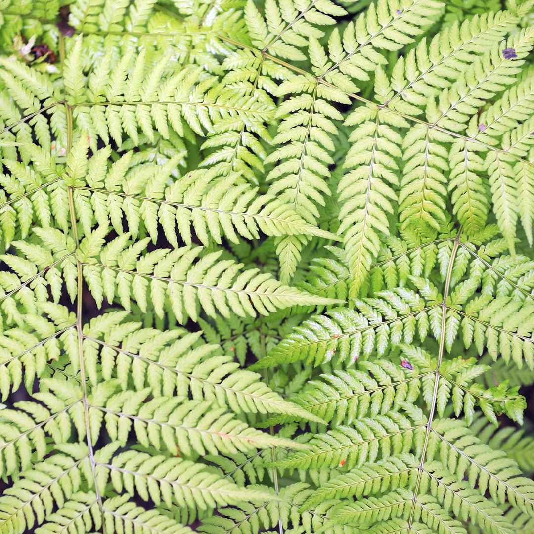 48x Dryopteris filix-mas - ↕10-25cm - Ø9cm