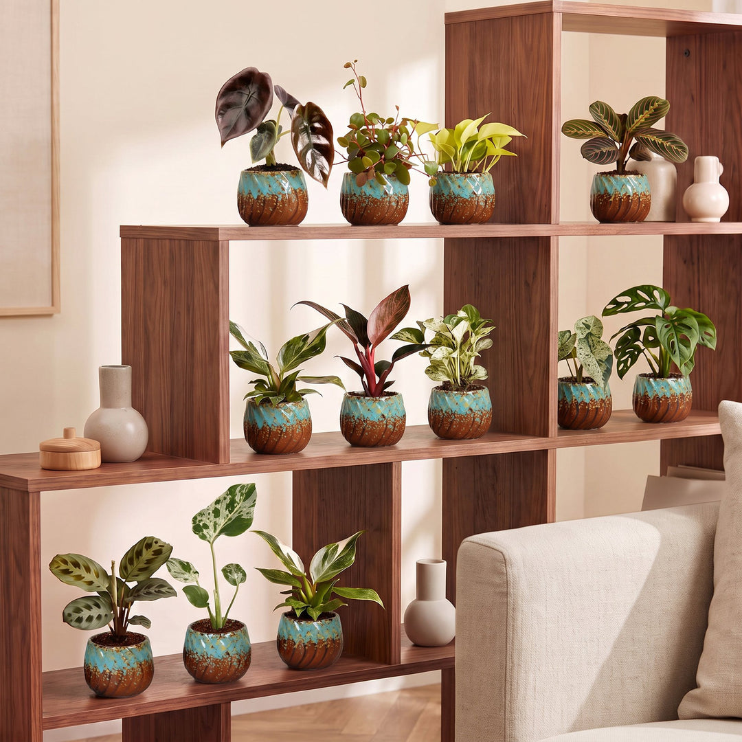 12x Baby Plants Surprise Box incl. Copper Reef – PlantGift.ie