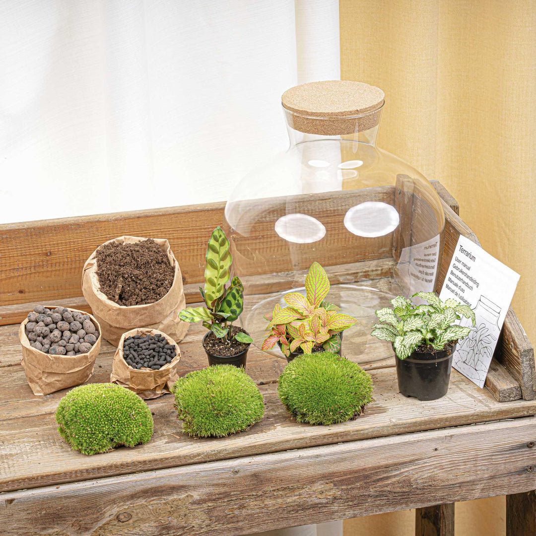 DIY Terrarium Kit - 'Fat Joe' Red - 30cm - with Planting Tools
