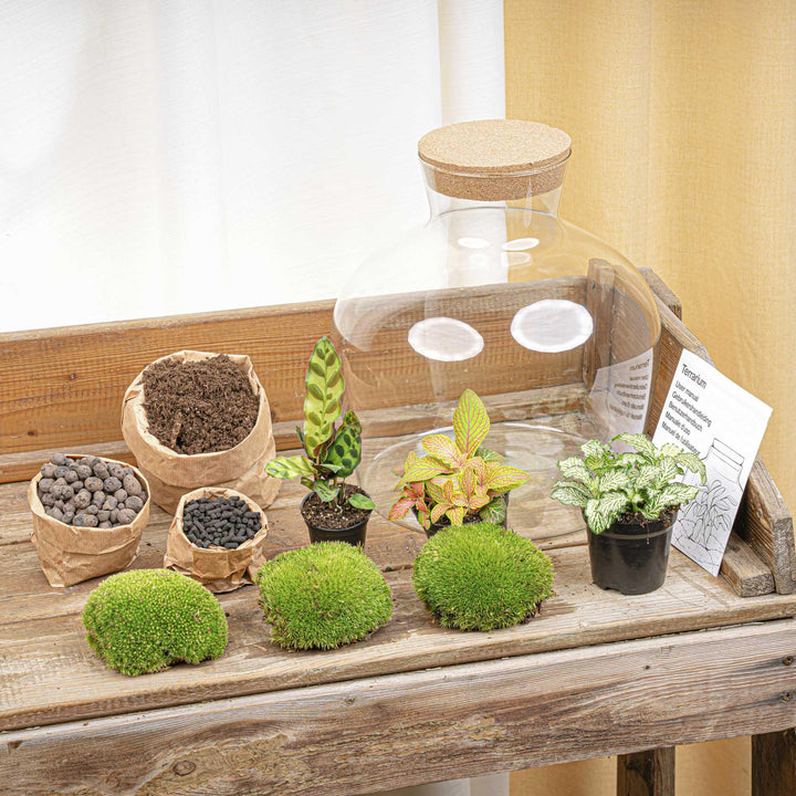 DIY Terrarium Kit - 'Fat Joe' Red - 30cm - with Planting Tools