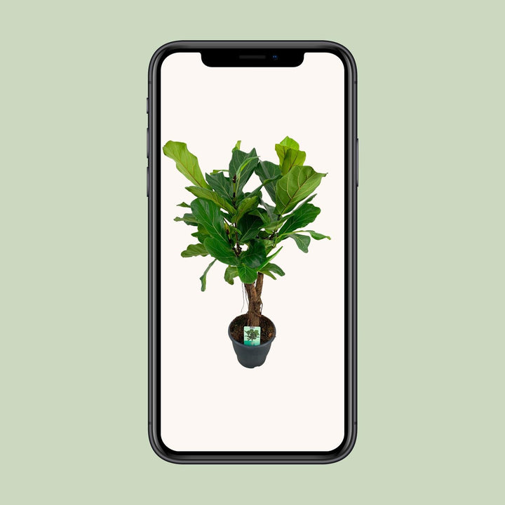 Ficus Lyrata Fiddle Leaf Fig - 26cm Pot - 100cm Tall