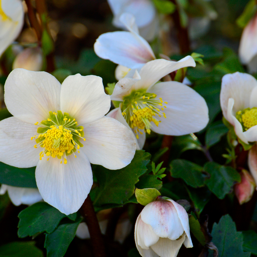 Christmas rose hellebore with white petals and bright yellow stamens, green foliage visible, multiple blooms at various…