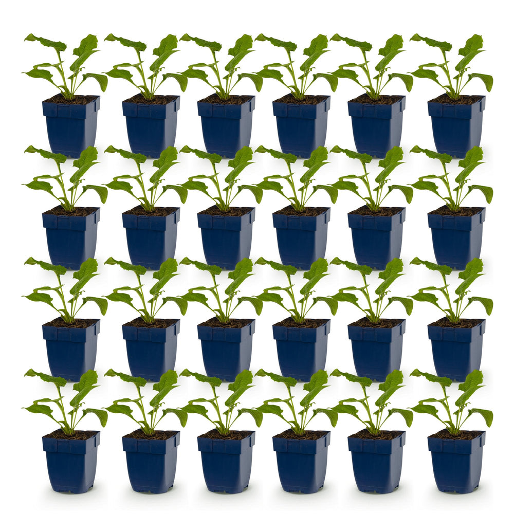 24x Echinacea Tricolour mix coneflower plants in 11cm pots - view 2