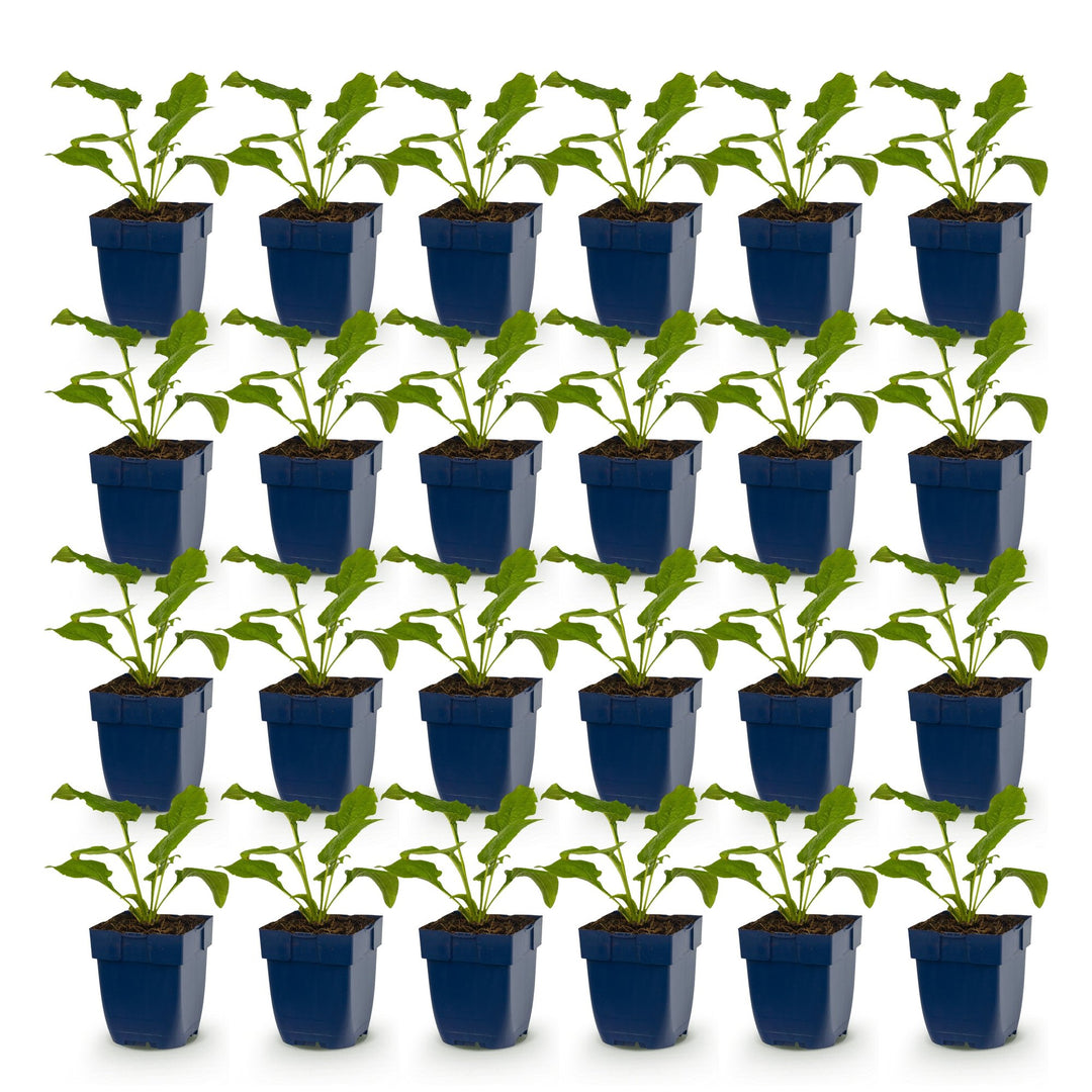 24x Echinacea Tricolour mix coneflower plants in 11cm pots - view 2