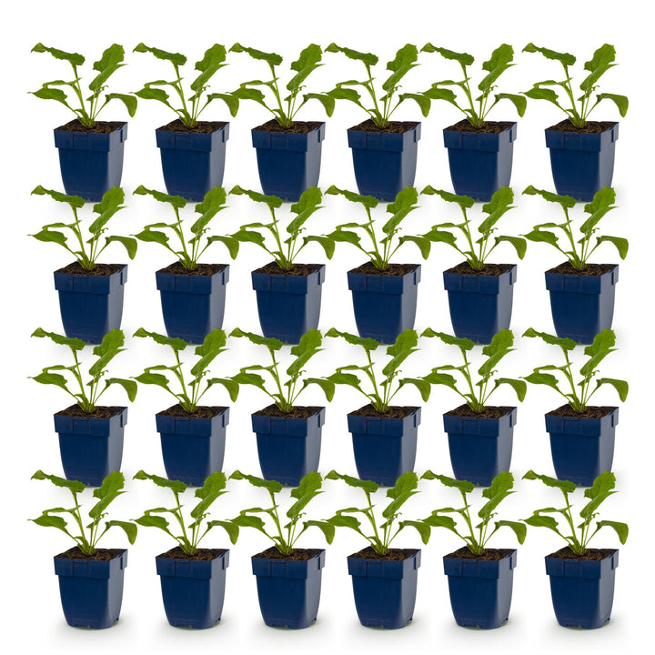 24x Echinacea Tricolour mix coneflower plants in 11cm pots - view 2