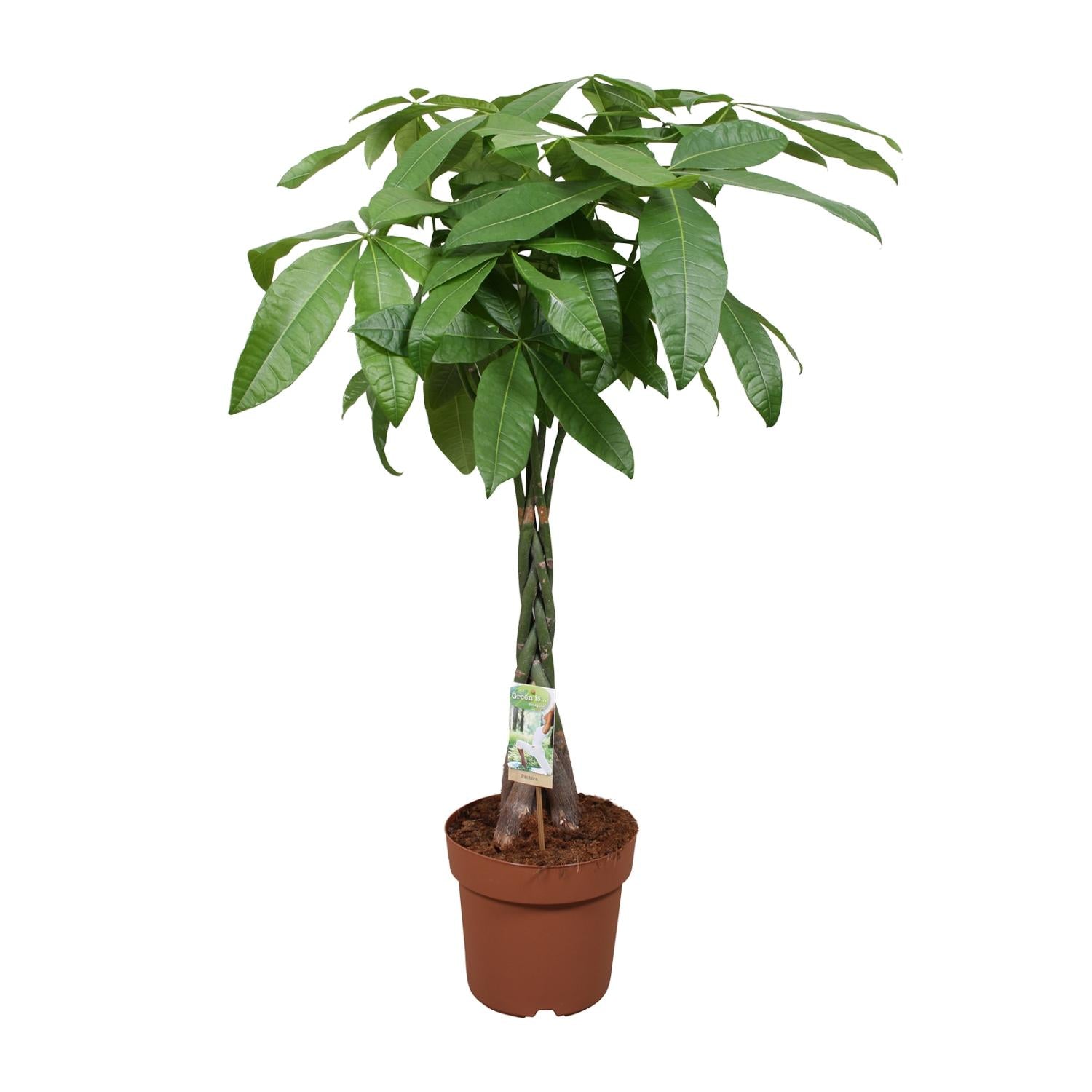 Money tree with glossy green palmate leaves and braided trunk in terracotta pot, approximately 120cm tall