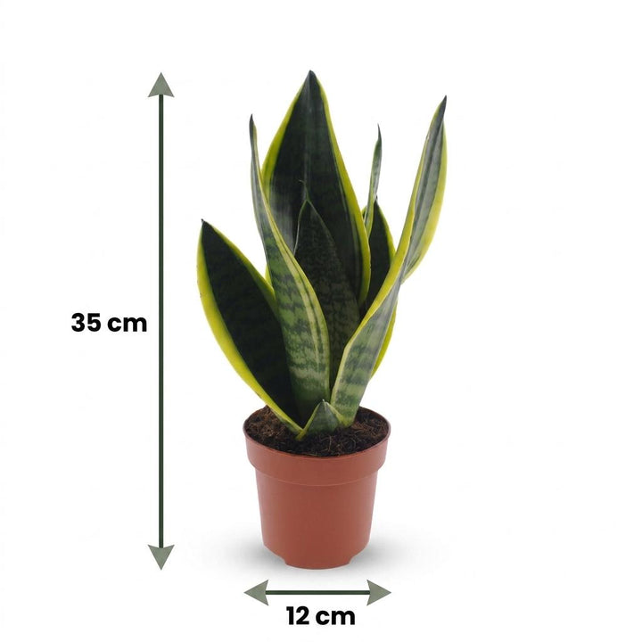 Snake Plant (Sansevieria 'Future Superb') - 4 Plants with Grey Ceramic Pot - 12cm Pot - 35cm Tall