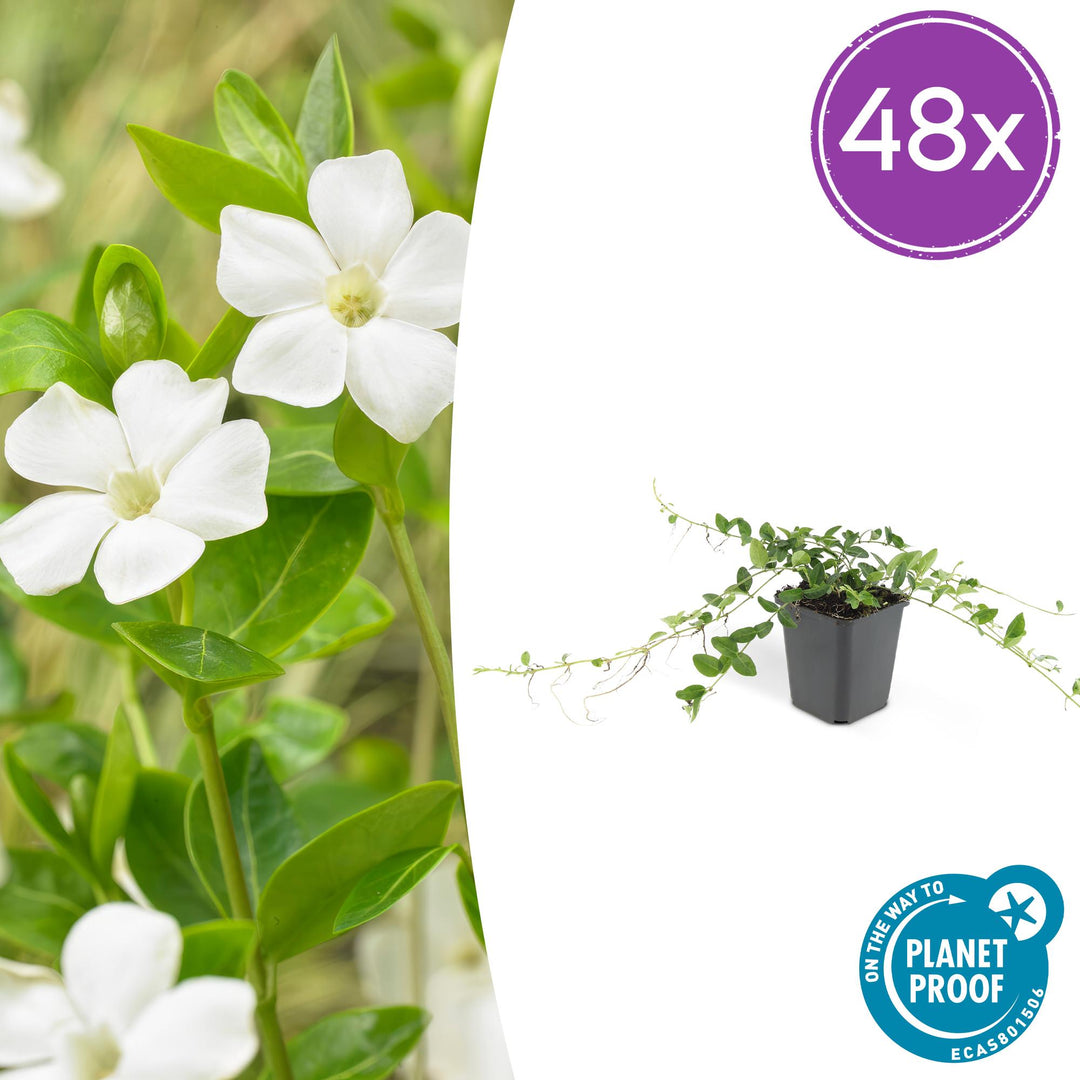 48x Vinca minor 'Alba' White Periwinkle - Evergreen Ground Cover