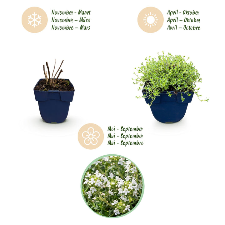 Pack of 24 Thymus praecox 'Albiflorus' white creeping thyme plants in 11cm pots - view 4