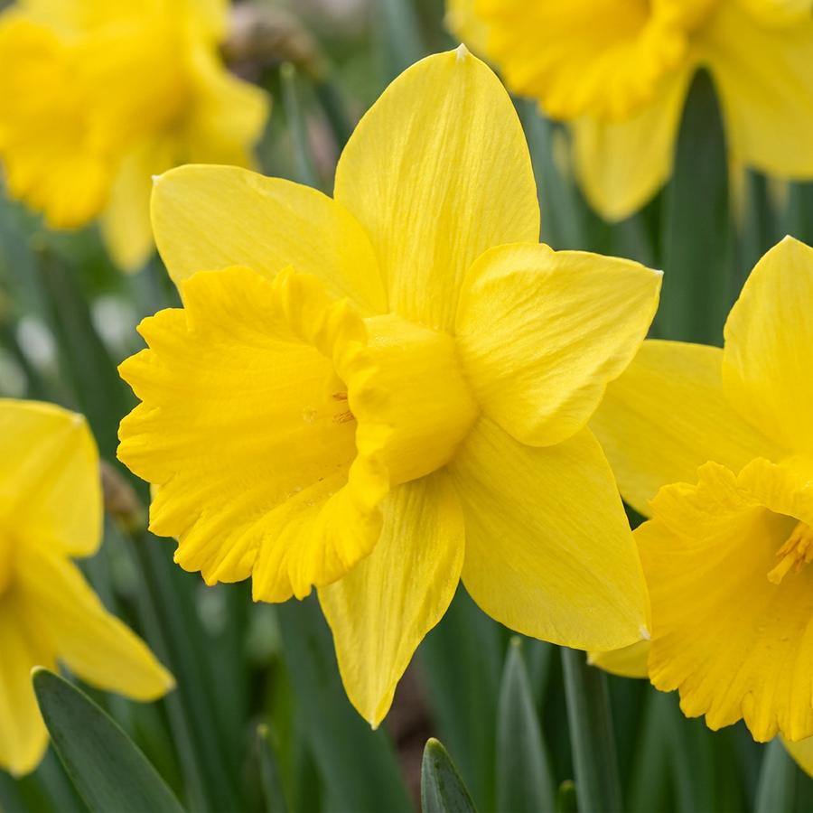 Narcissus Yellow in flower, classic golden trumpet daffodils, 280-bulb pack for Irish gardens