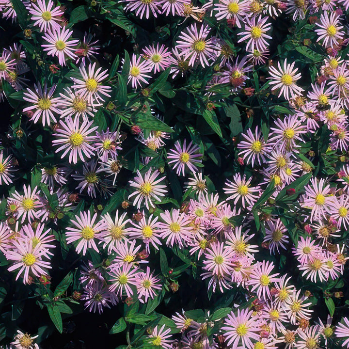 6x Aster ageratoides 'Asran' - ↕10-25cm - Ø9cm full-plant overview, healthy foliage and strong roots