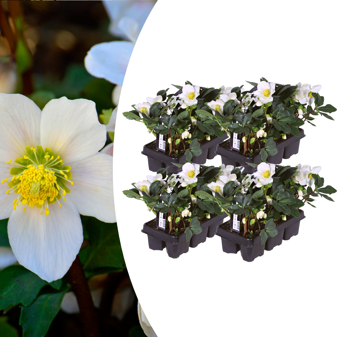 Helleborus niger 'Christmas Carol' Christmas rose, 24 young plants in 7cm pots