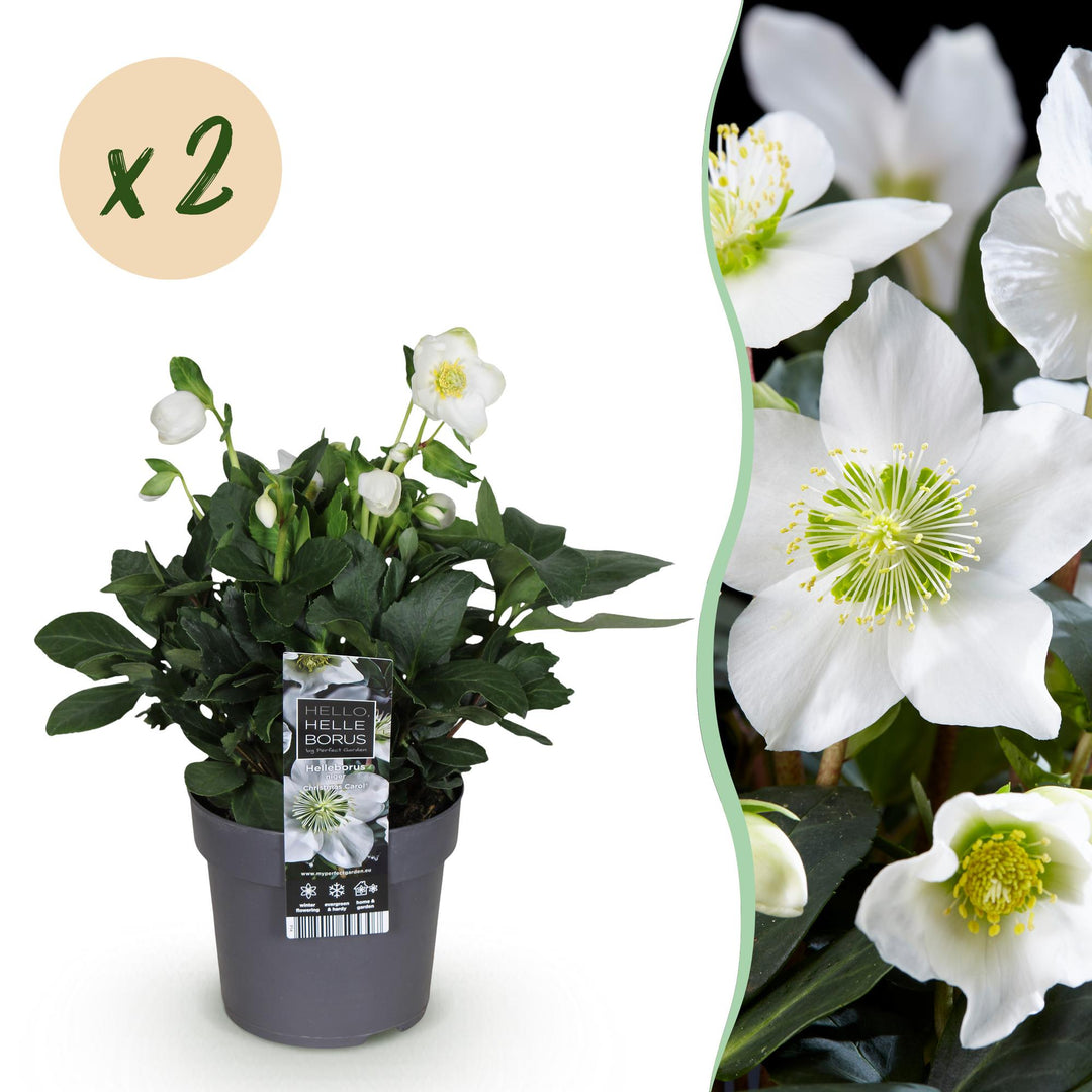 2x Helleborus niger 'Christmas Carol' Christmas Rose in 14cm pots