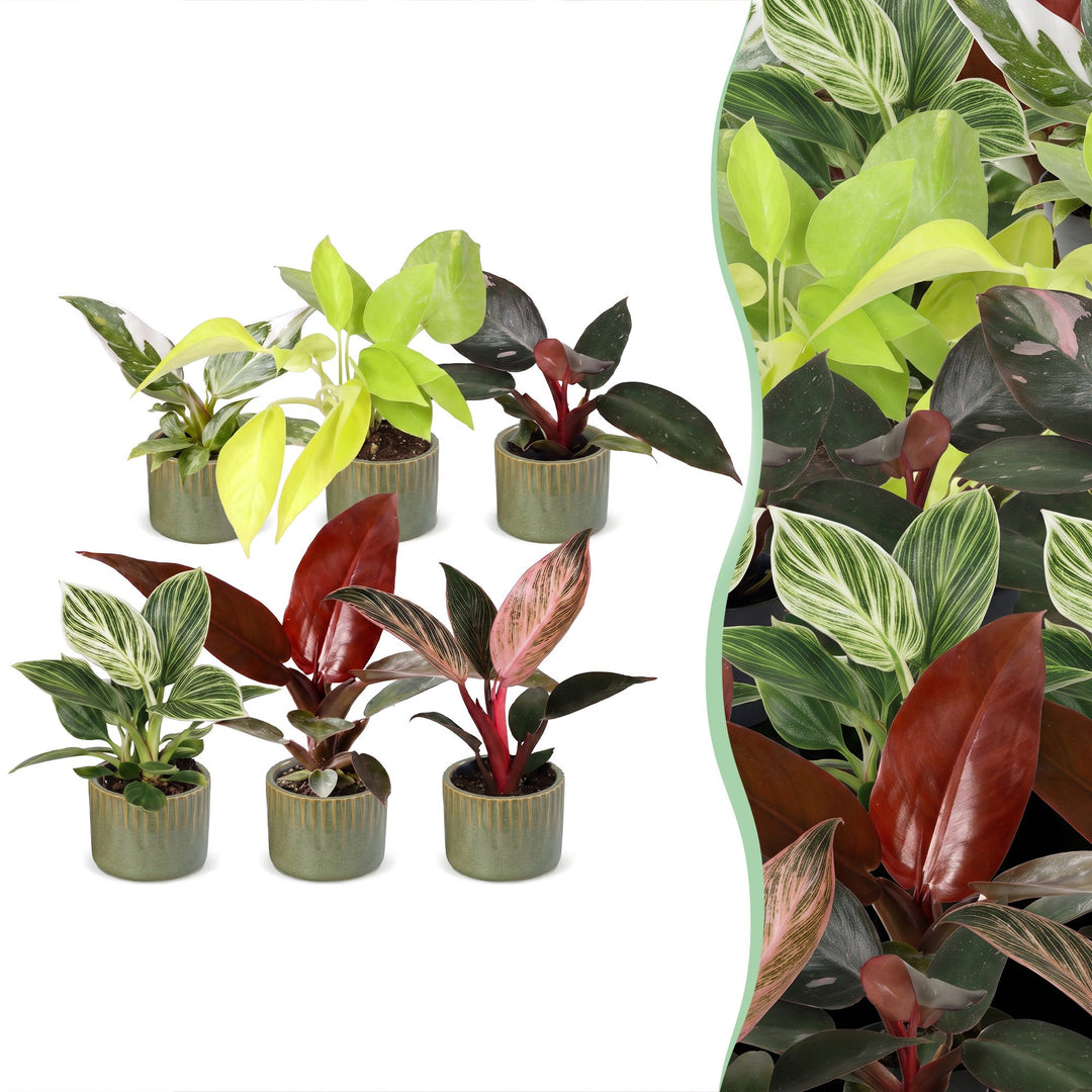 Baby Philodendron Family, pack of 6 tropical houseplants in Ø6cm pots