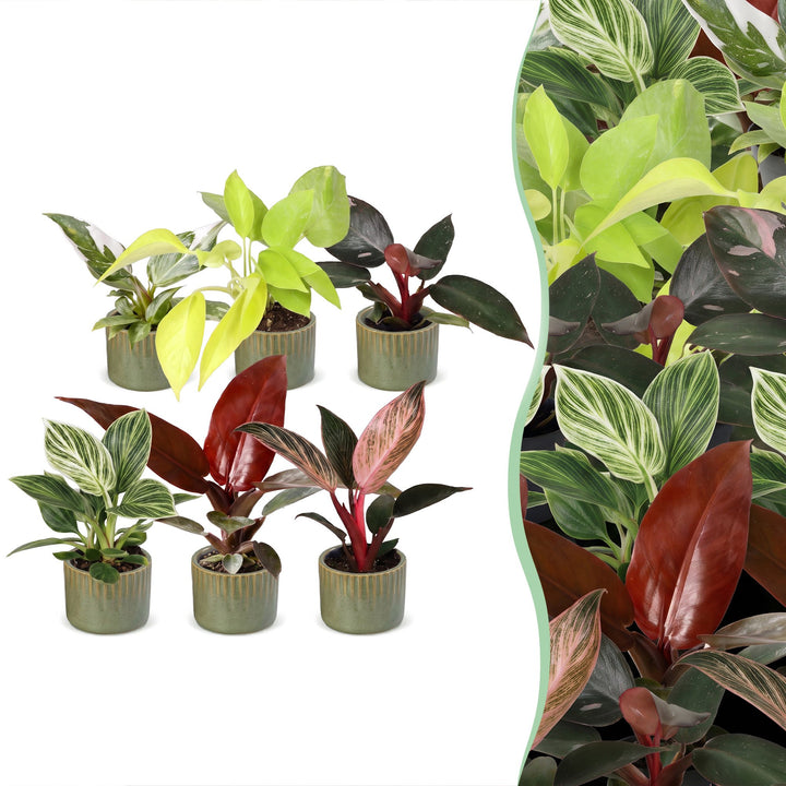 Baby Philodendron Family, pack of 6 tropical houseplants in Ø6cm pots