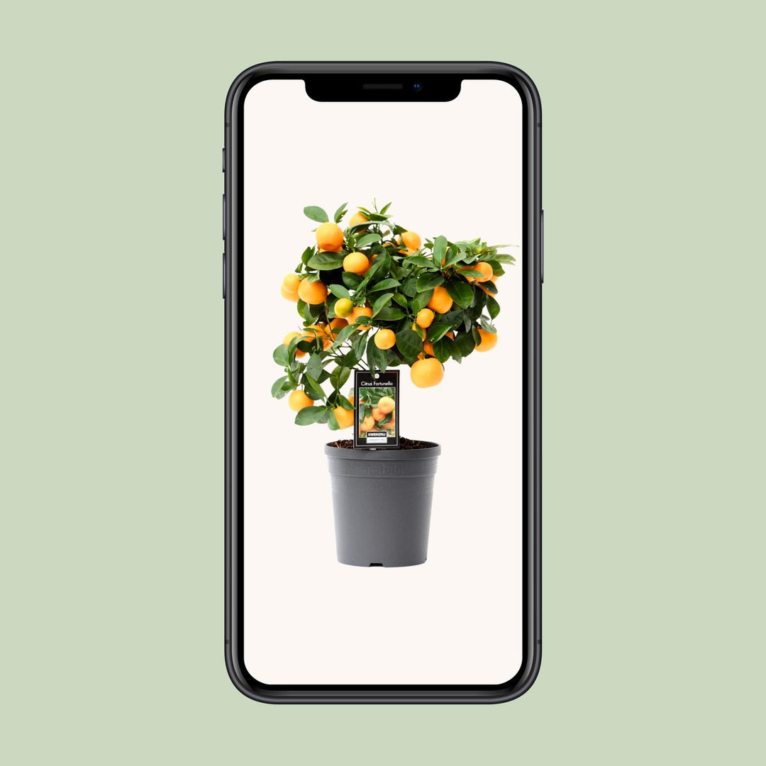 Citrus Calamondin - Mini Orange Tree - Ø15cm - ↕40cm