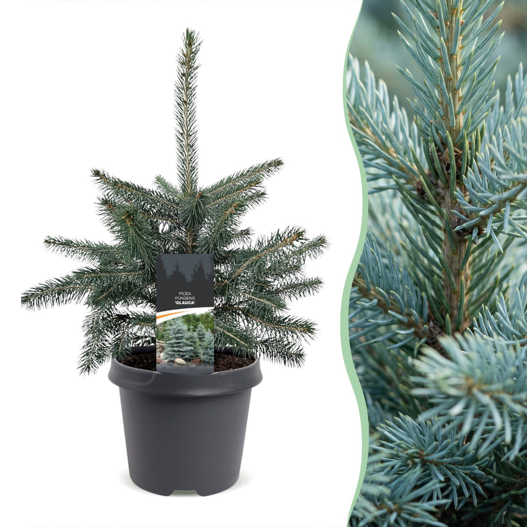 Picea pungens Glauca Blue Spruce living Christmas tree in growing pot, approx. 60cm tall