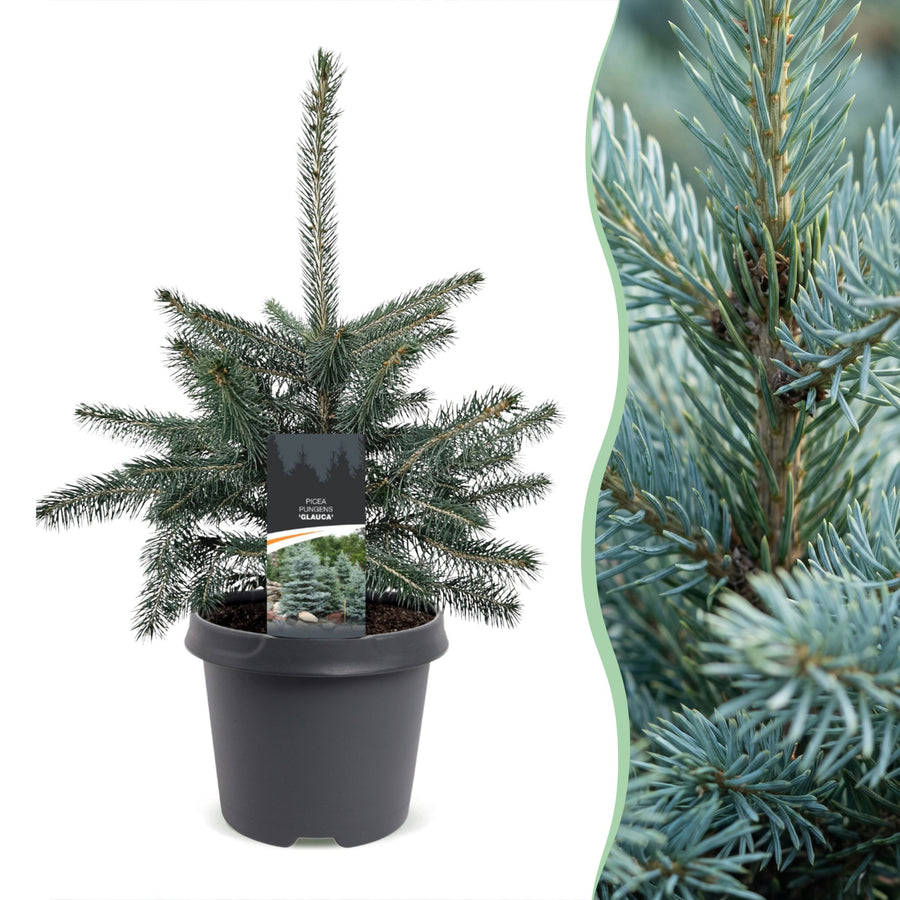 Picea pungens Glauca Blue Spruce living Christmas tree in growing pot, approx. 60cm tall