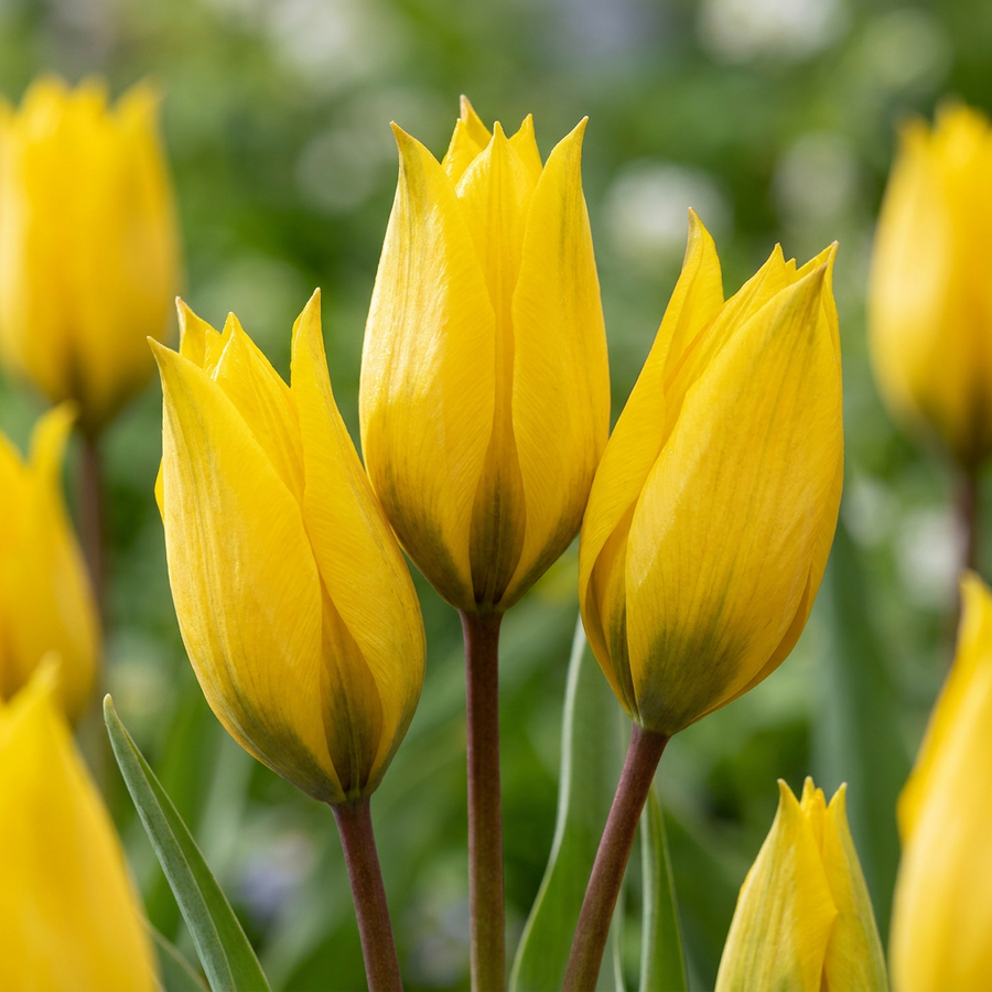 Tulipa sylvestris in flower, slender pointed yellow flowers that nod before opening, 160-bulb pack for Irish gardens