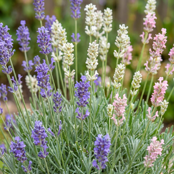 24x Lavandula Tricolour mix lavender plants in 11cm pots - view 5