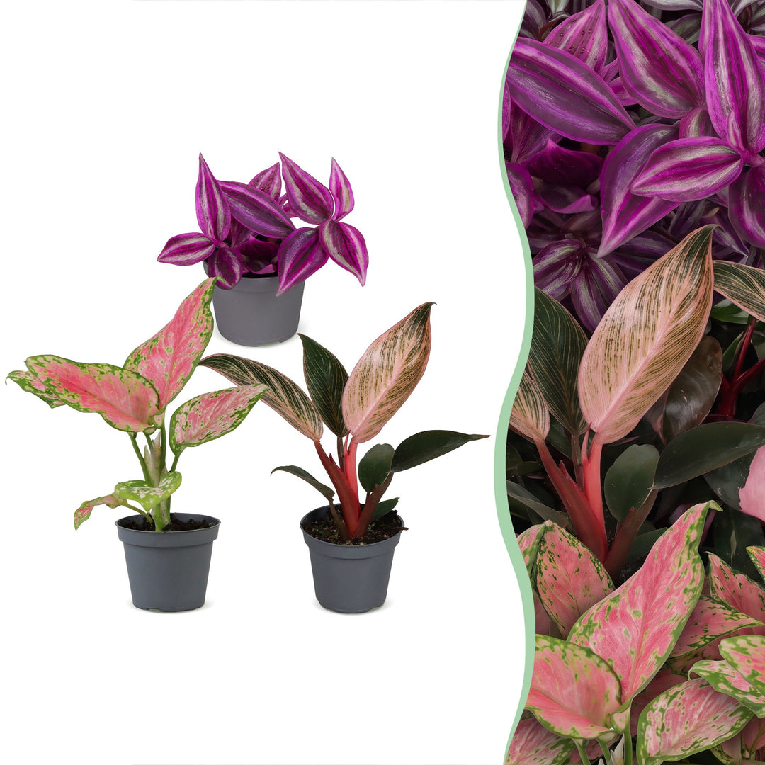 Baby Paradise Mix houseplants, pack of 3 (Tradescantia, Philodendron, Aglaonema)