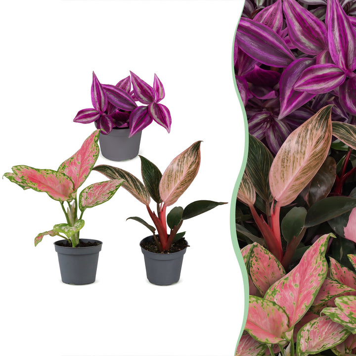 Baby Paradise Mix houseplants, pack of 3 (Tradescantia, Philodendron, Aglaonema)