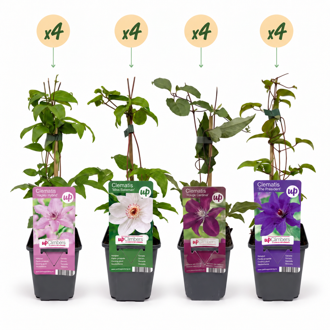 16x Clematis 'Rainbow' mixed colour climbers in 9cm pots - view 2