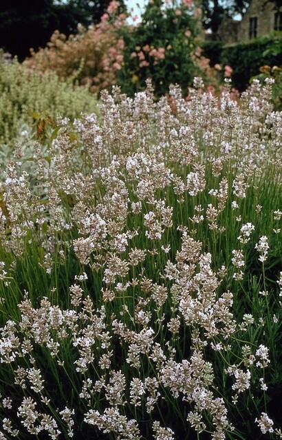 6x Lavandula int. 'Edelweiss' - ↕10-25cm - Ø9cm full-plant overview, purple flower spikes and silvery aromatic foliage