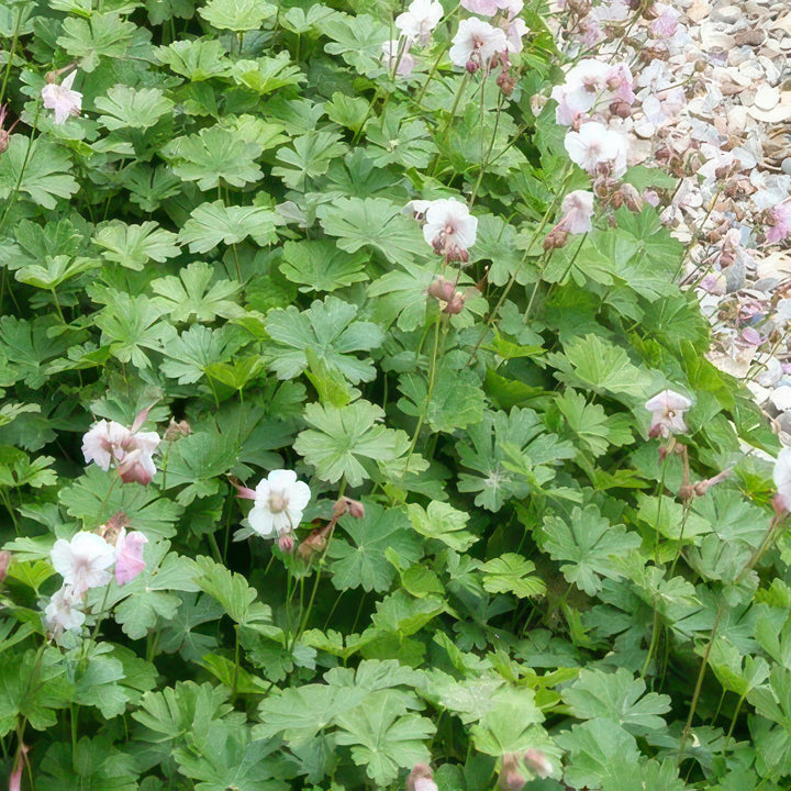 40x Hardy Geranium Biokovo - White-Pink Ground Cover - 9cm Pot
