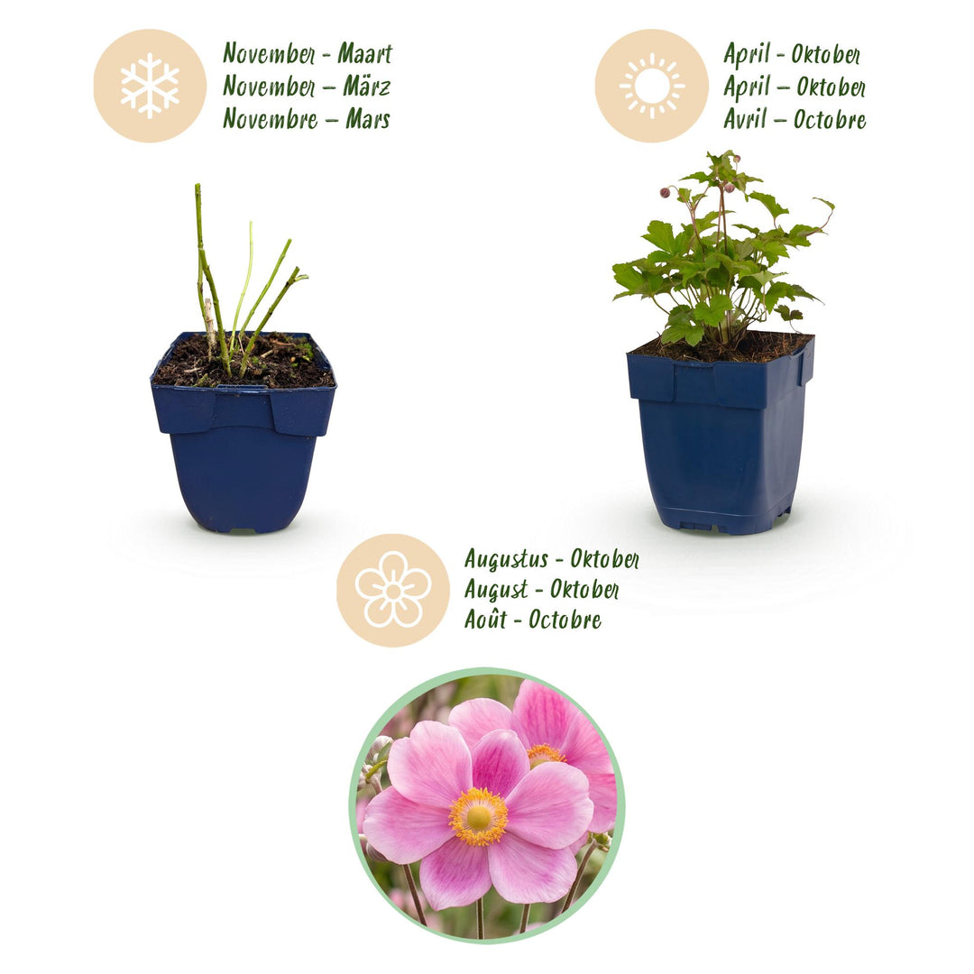 24x Anemone hupehensis 'Splendens' Japanese Anemone - Deep Pink - 11cm Pot - 15-25cm