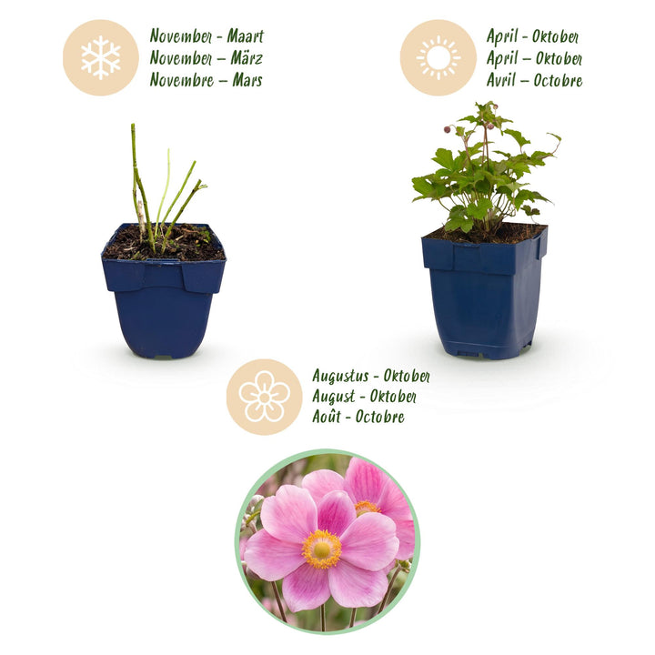 24x Anemone hupehensis 'Splendens' Japanese Anemone - Deep Pink - 11cm Pot - 15-25cm