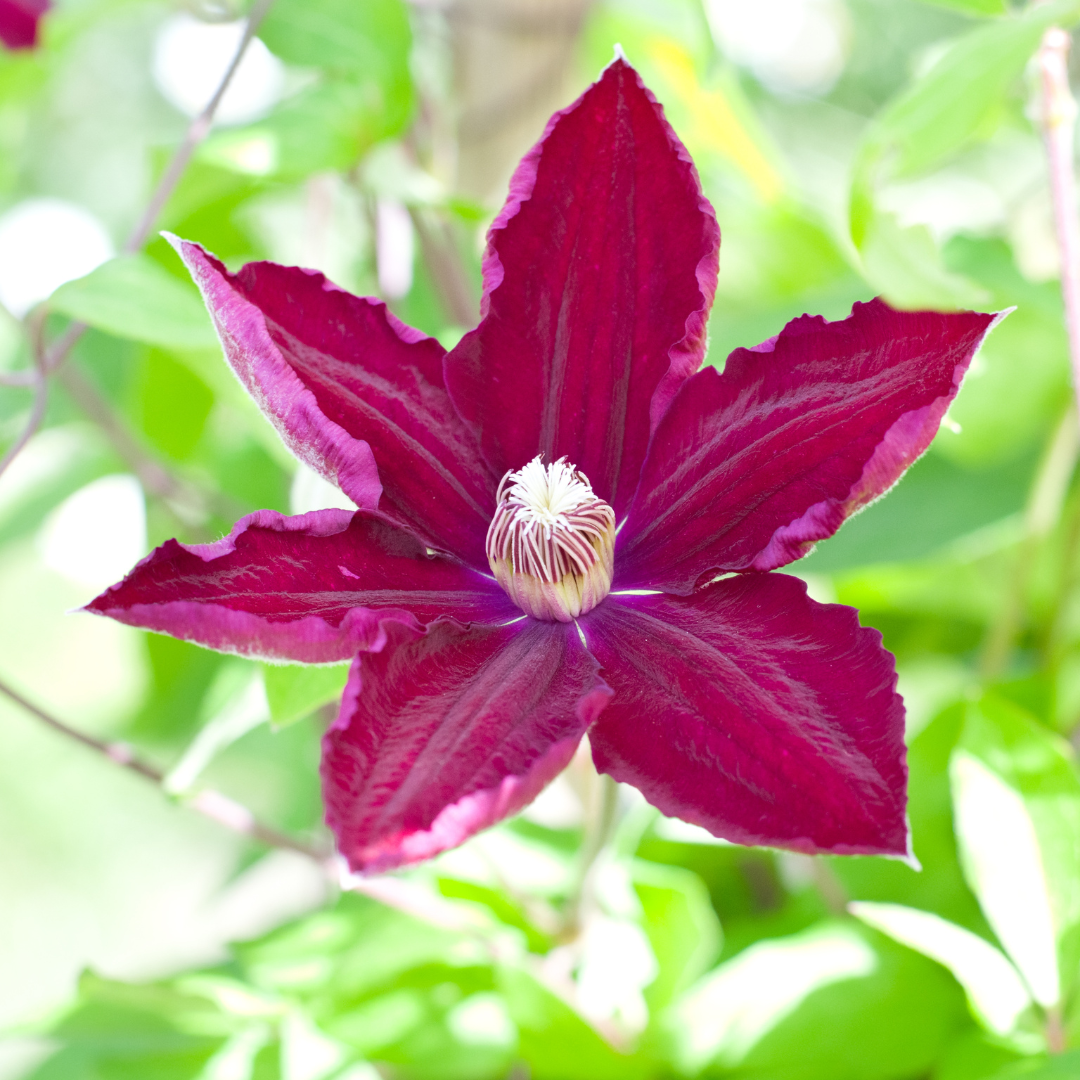 6x Clematis ‘Rouge Cardinal’ – P9 Pot – Beautiful Red Flowering Climbing Plant