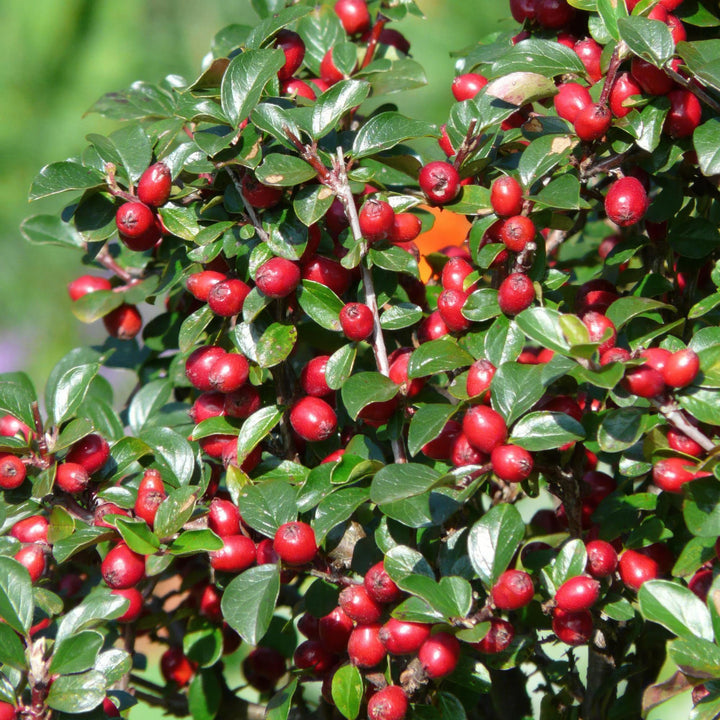 6x Cotoneaster dammeri - ↕10-25cm - Ø9cm alternative angle showing habit and leaf structure