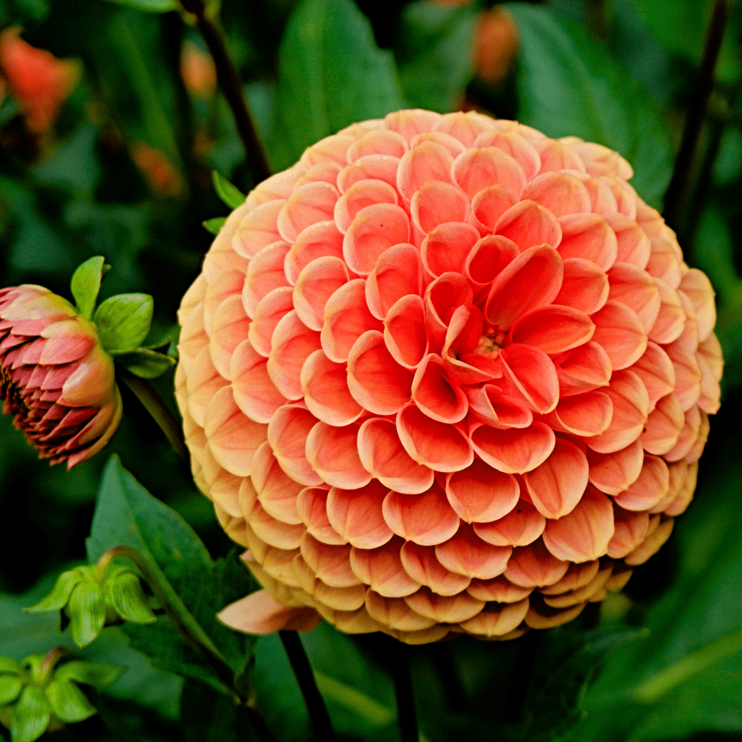 Flowerbulbs Amsterdam - Mix Pompon Splash, 12 Dahlia Little Robert & 12 Dahlia Ralphie tubers for 4 m²