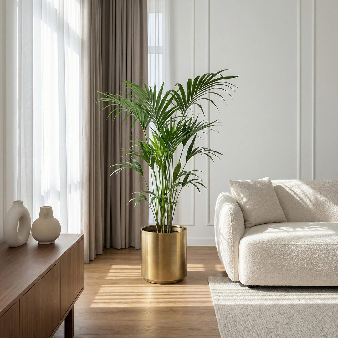 Kentia Palm (Howea forsteriana) - view 5
