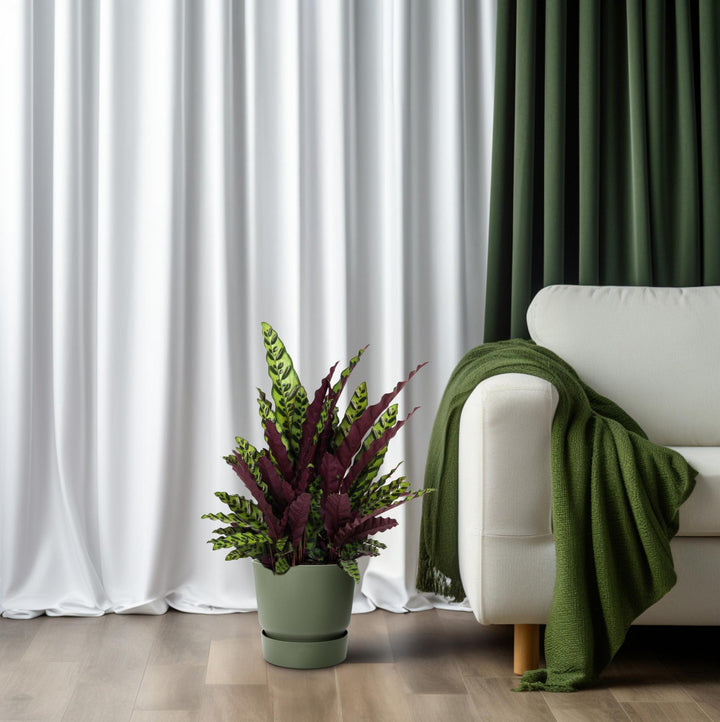 Calathea Lancifolia Rattlesnake Plant - 27cm Pot - 70cm Tall