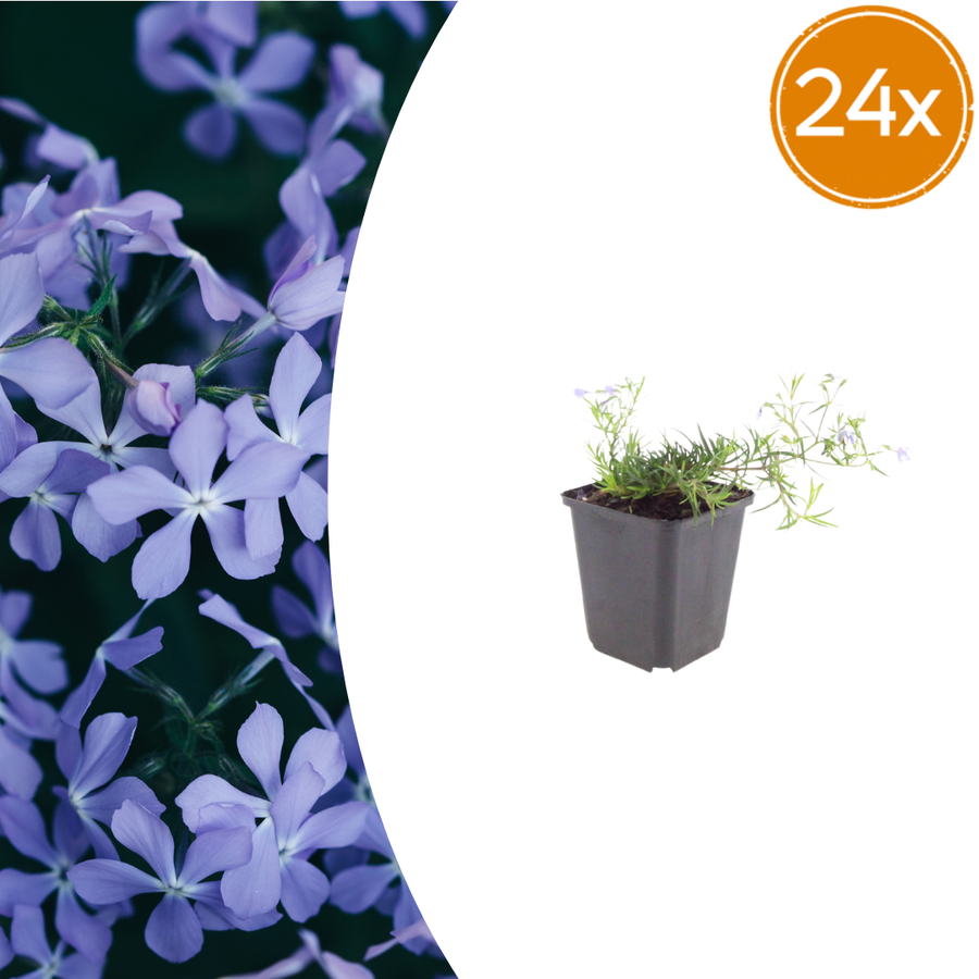 Phlox subulata 'Emerald Cushion Blue' moss phlox cushion plants, 24-pack in 9cm pots