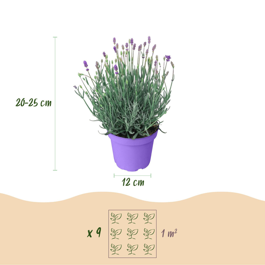 18 Lavandula angustifolia Munstead English lavender plants in 12cm pots - view 3